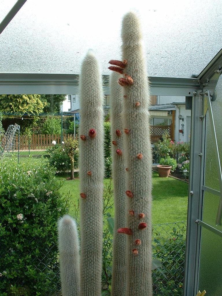 Cleistocactus strausii1.JPG